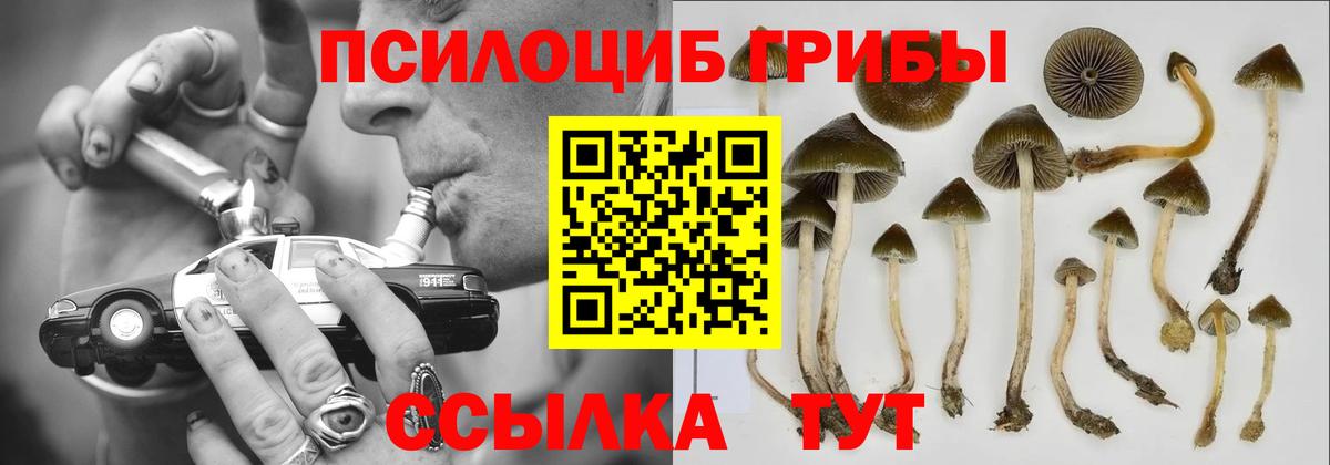 Псилоцибиновые грибы Psilocybe Севастополь